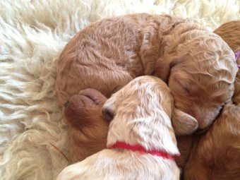 1cute curled up pups