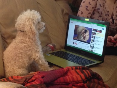 Eppie is fascinated by a poodle-grooming video