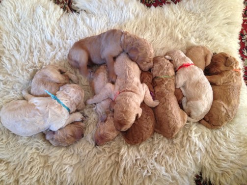 Sleepy puppies on sheepskin