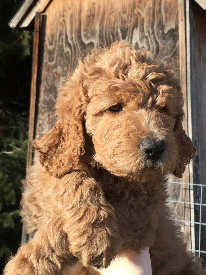 1Olive, playhouse 153 (960x1280)