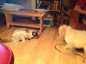 KKSP tolerates puppy play