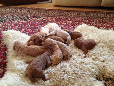 such a heap of contented puppies!