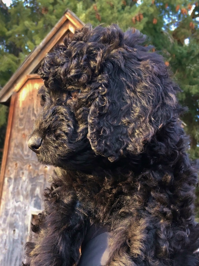 1red collar black girl playhouse (960x1280)