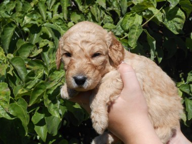 first camera photos with puppies 018