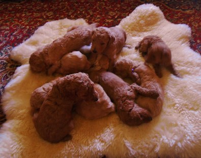 Puppies on sheepskin July 2015