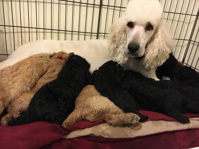 Pippa looks at camera while nursing