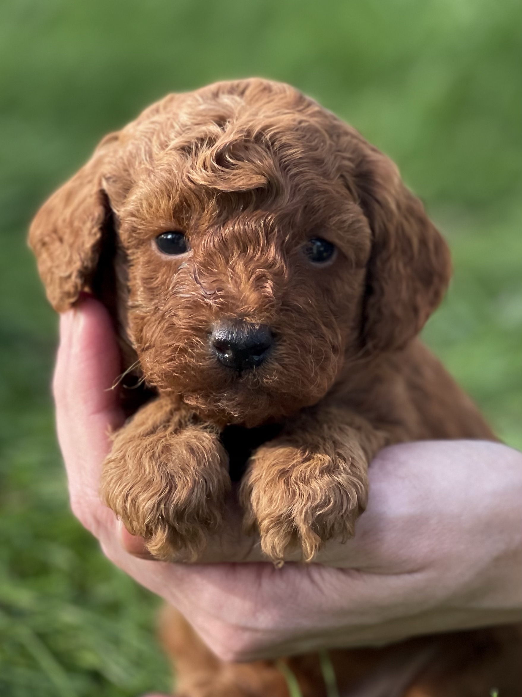 Cuter by the minute! Our AKC red Miniature Poodle puppies, now four ...