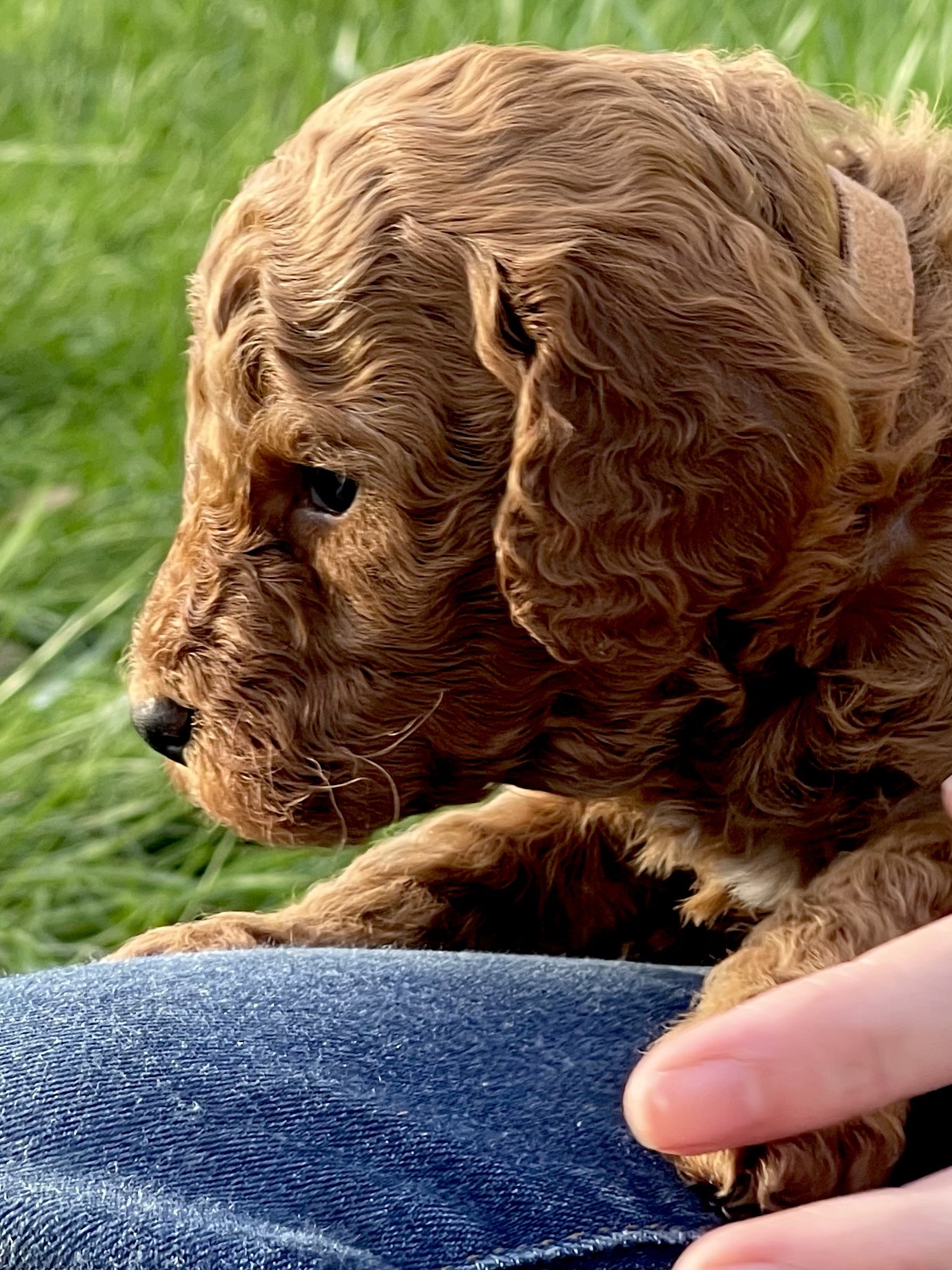 Cuter by the minute! Our AKC red Miniature Poodle puppies, now four ...