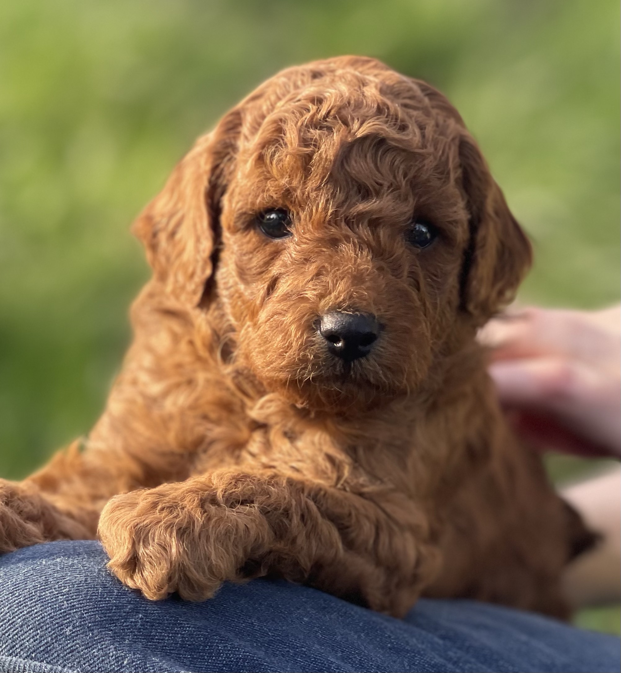 Cuter by the minute! Our AKC red Miniature Poodle puppies, now four ...