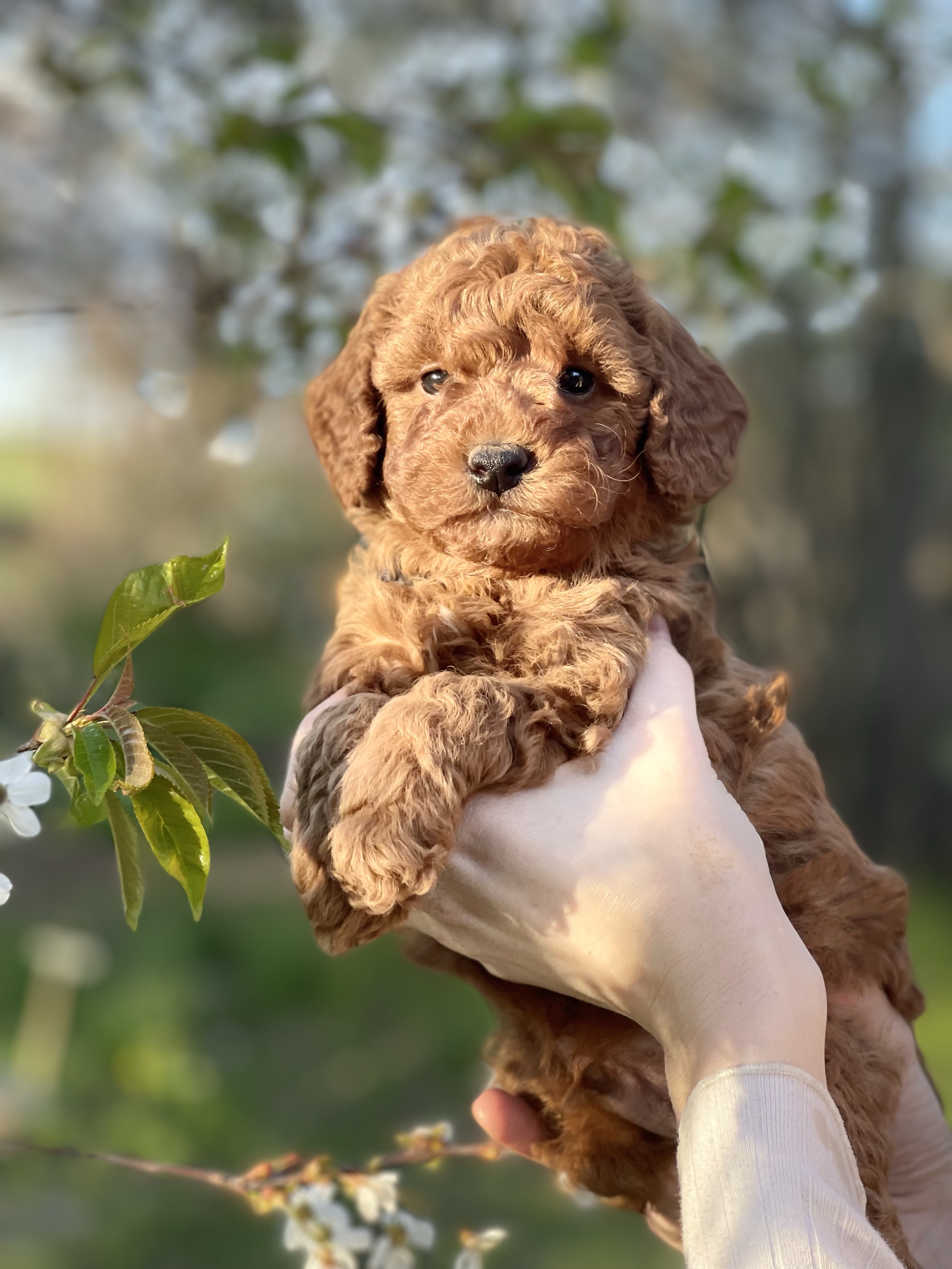 six-weeks-old-our-adorable-red-miniature-poodle-puppies-will-be-ready