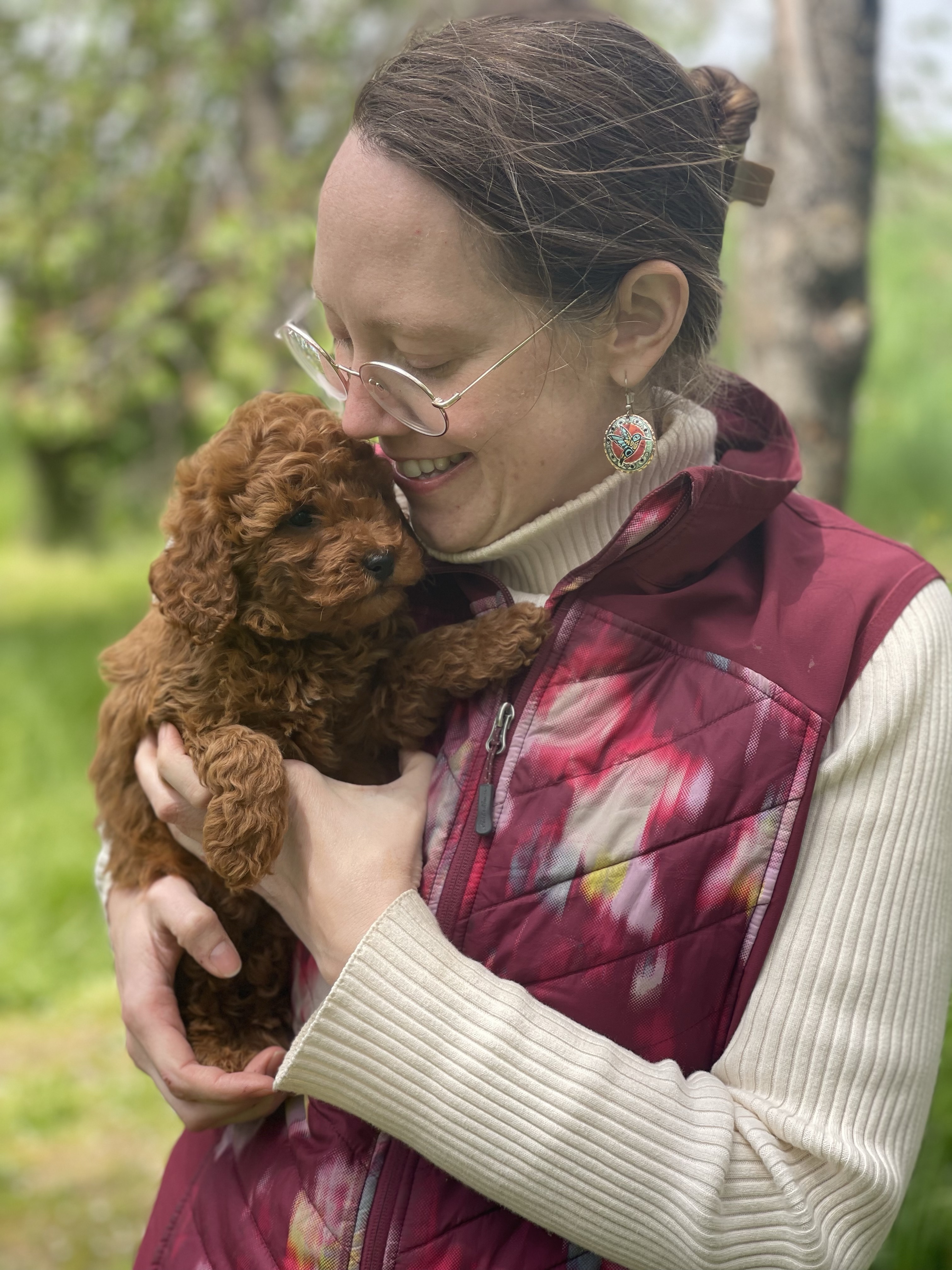 An adorable Miniature Poodle Puppy can be yours for Mother’s Day! Note ...