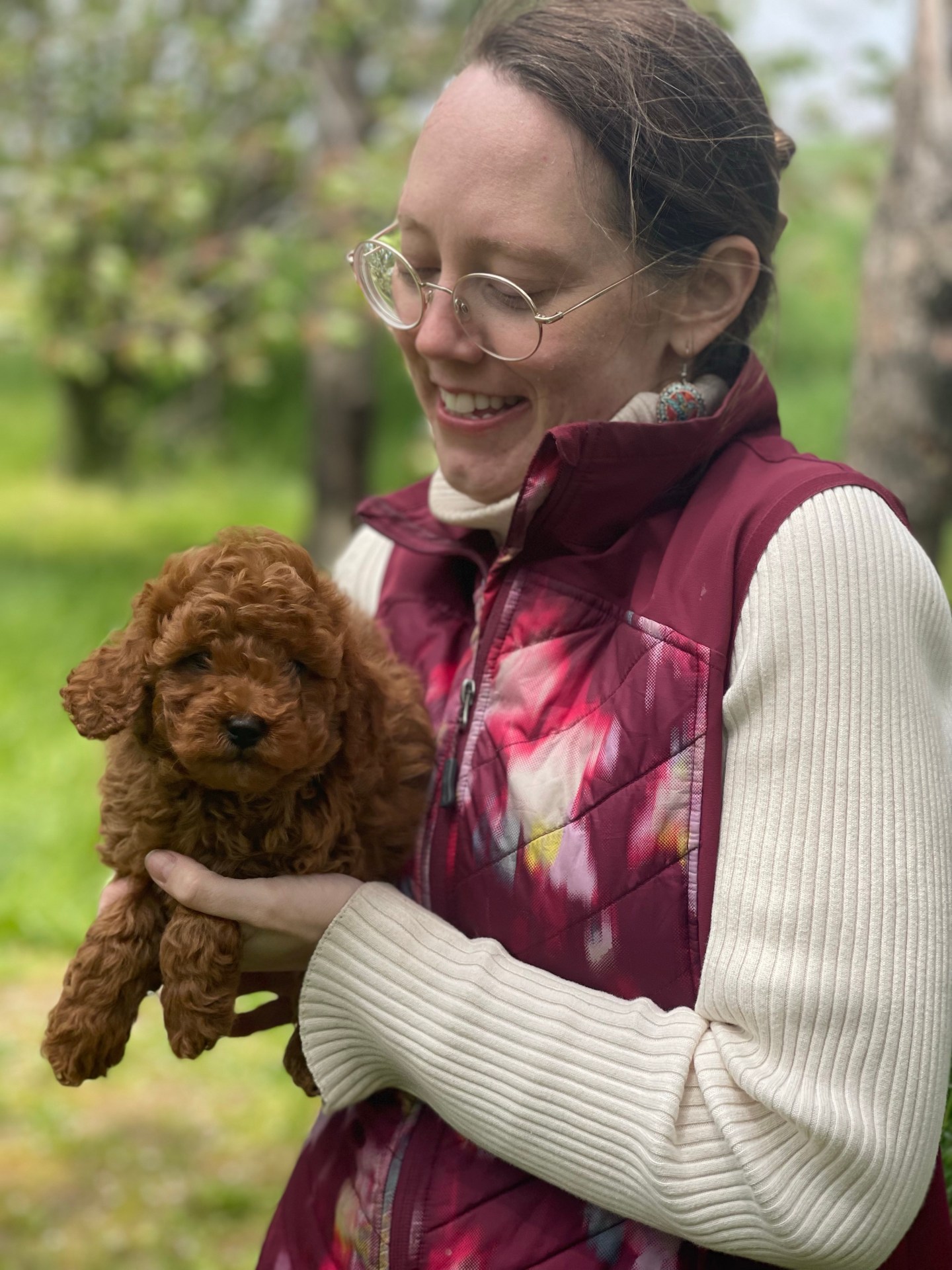 An adorable Miniature Poodle Puppy can be yours for Mother’s Day! Note ...