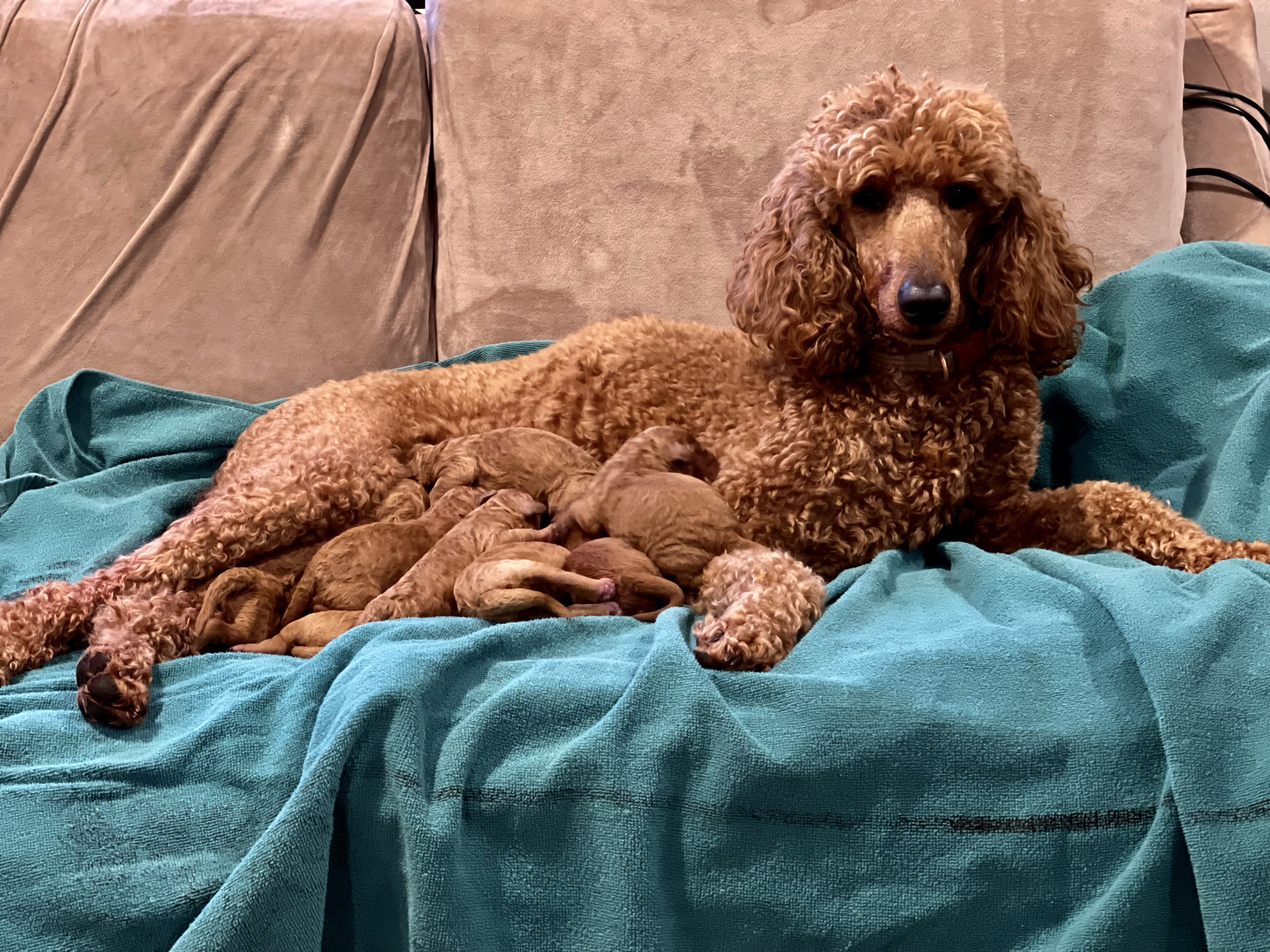 プードル イン アメリカ Poodles in America Poodles Rank Up in Popularity In America – The Dogington Post