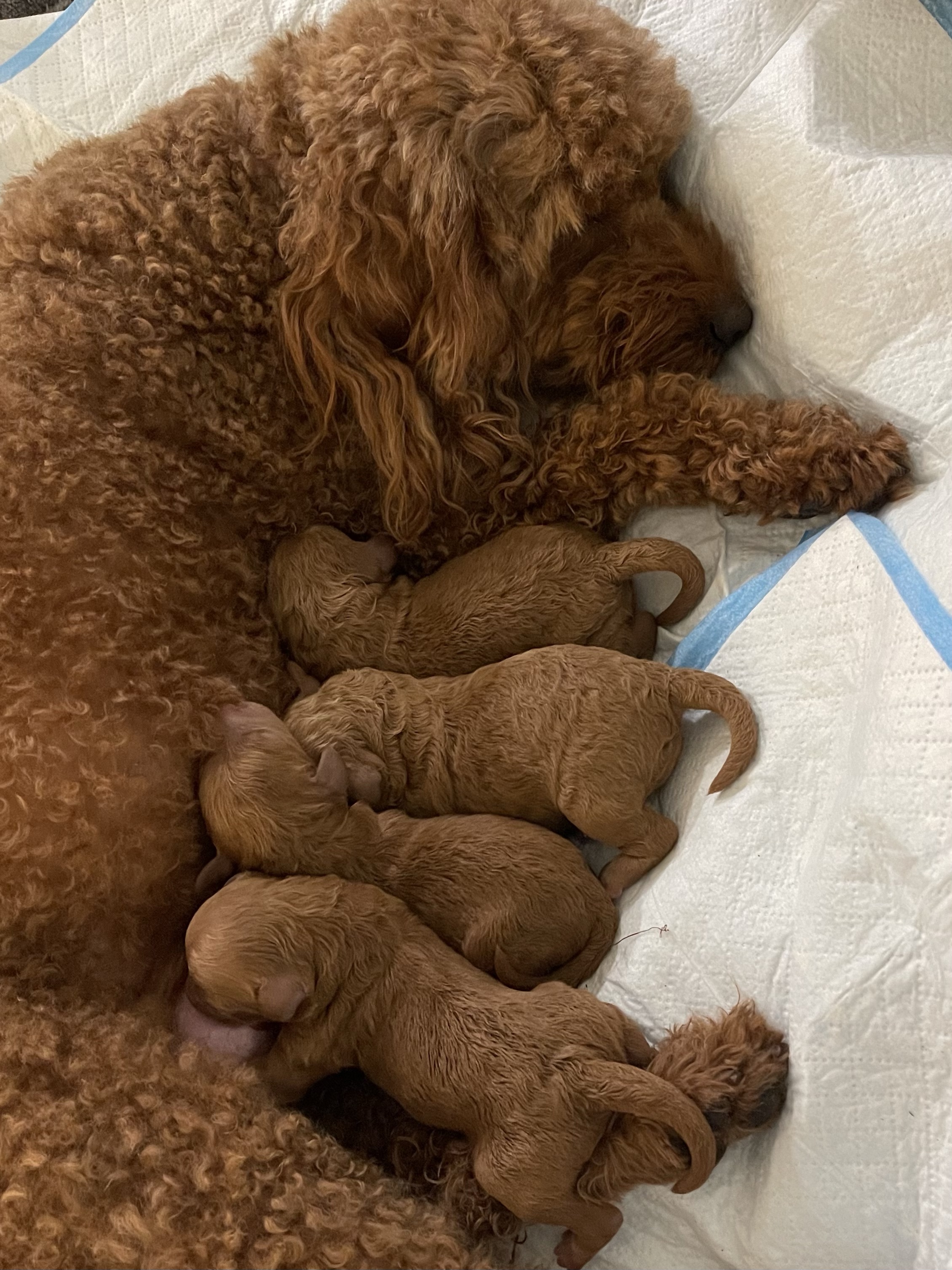 Perfection Poodles | poodle puppies in the inland northwest