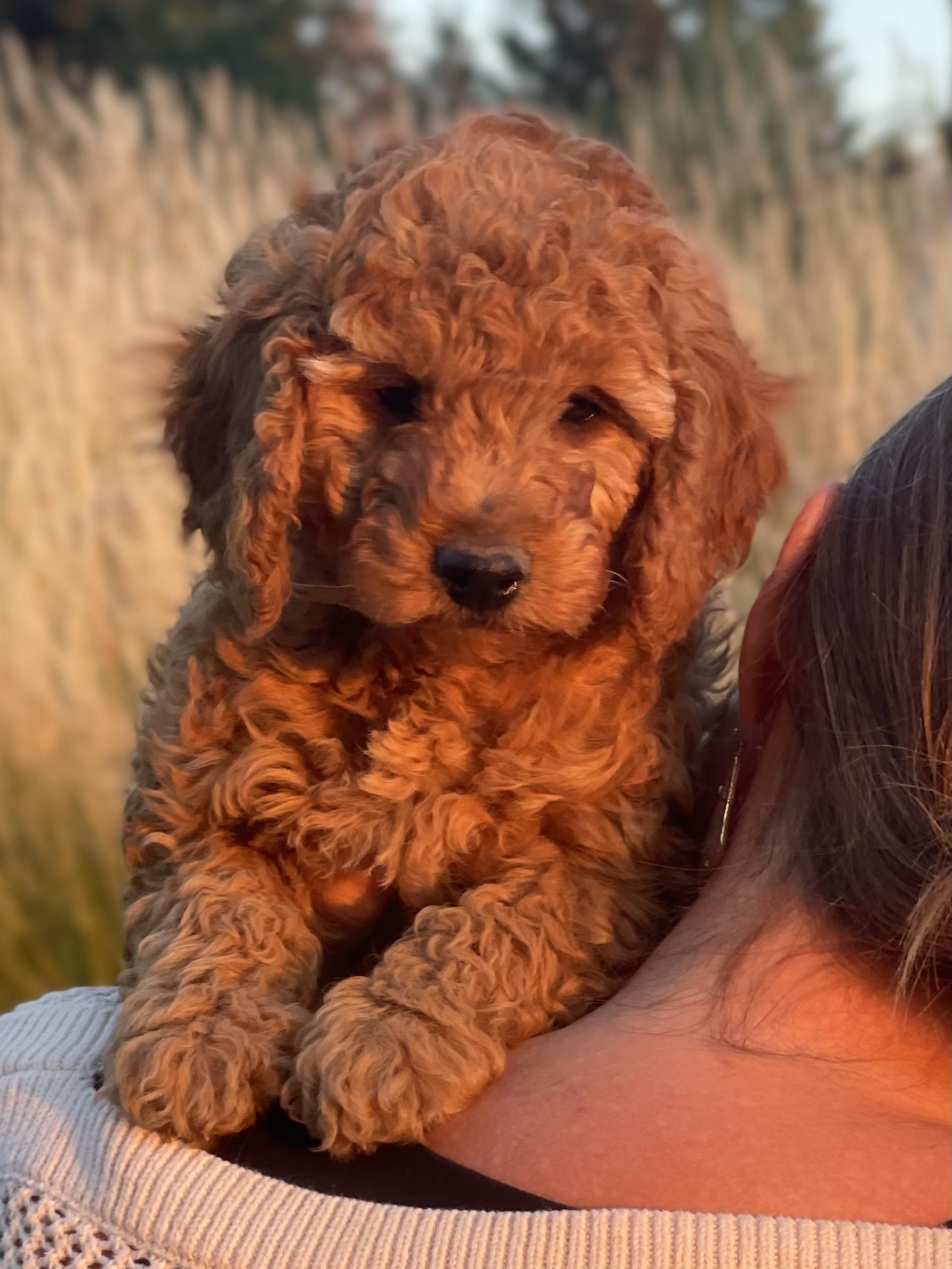 Perfection Poodles | poodle puppies in the inland northwest